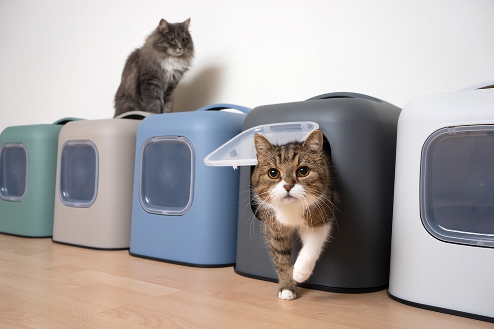 two cats exploring the litter boxes