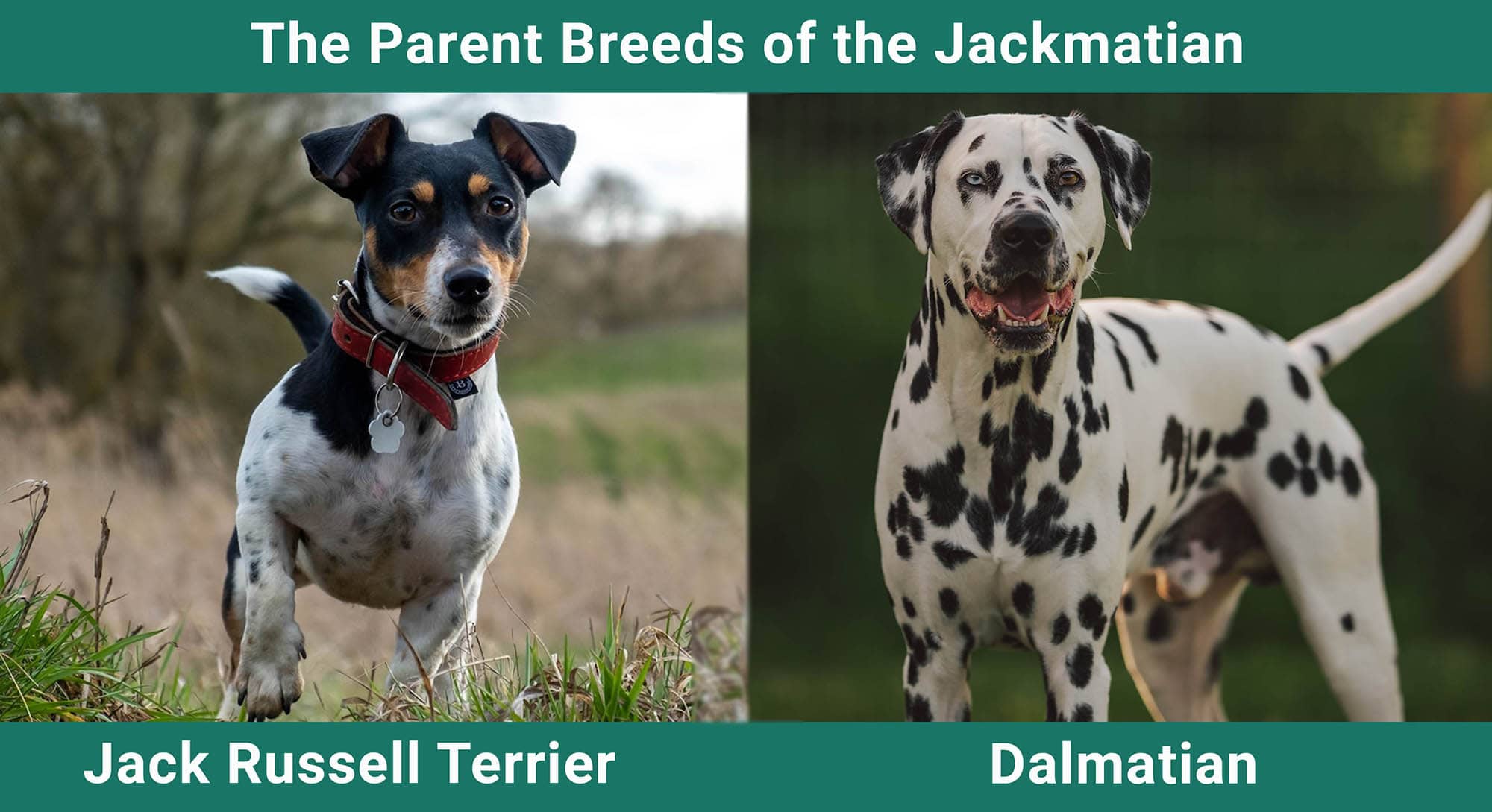The Parent Breeds of the Jackmatian