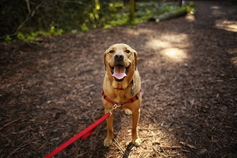 dog-on-a-leash-hiking-with-owner