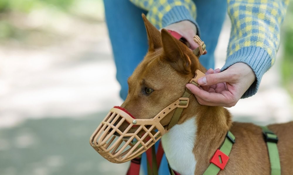 putting-muzzle-on-dog