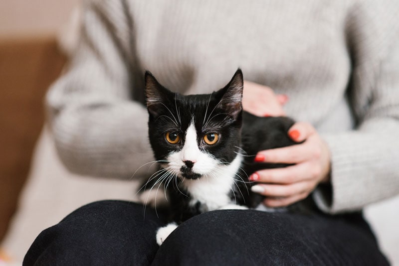 black and white cat sitting on the lap of its owner