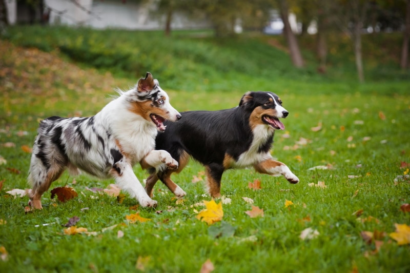 australian shephered dogs walking in the park