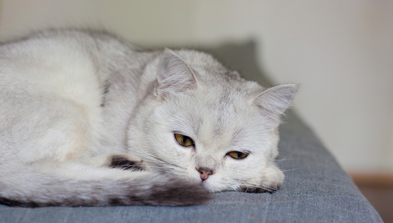 a sick cat lying on the sofa